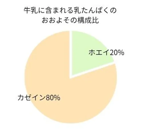 「カゼイン」プロテインの特徴