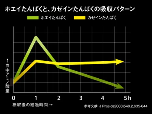 消化吸収の速度と持続性の比較