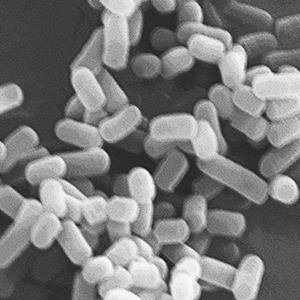 菌種名：Lactobacillus
